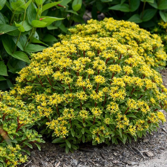 Sedum Rock 'N Round&trade; Bright Idea