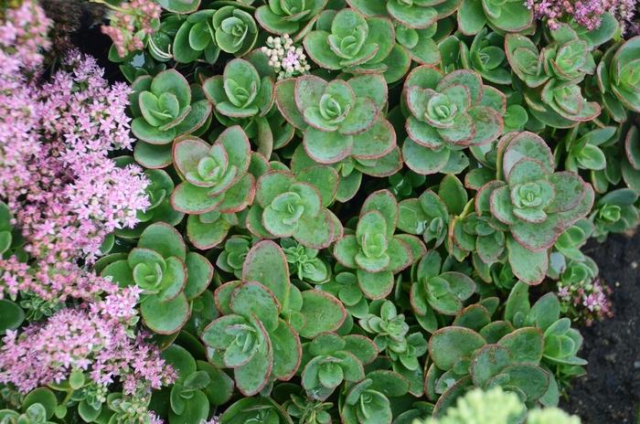Sedum Sunsparkler&reg; Lime Zinger