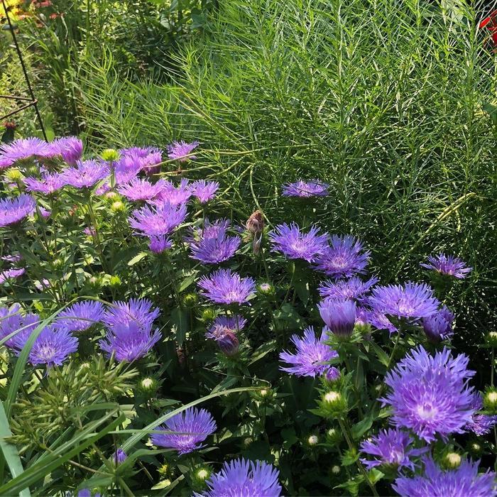 Stokesia laevis Mel's Blue