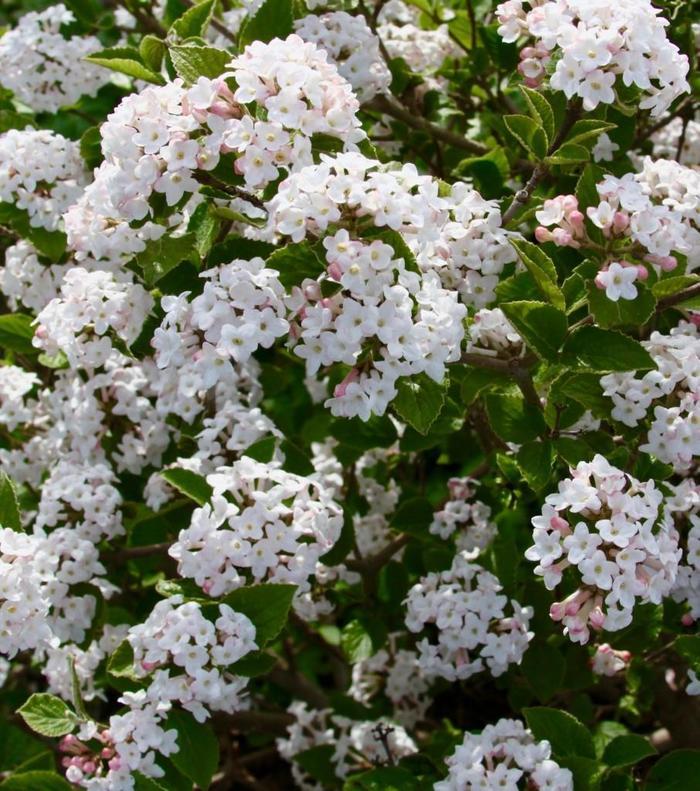 Viburnum carlesii Sugar n' Spice&trade;