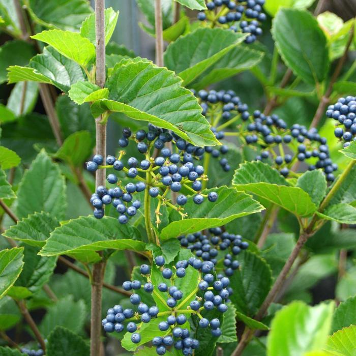 Viburnum dentatum Chicago Lustre&reg;