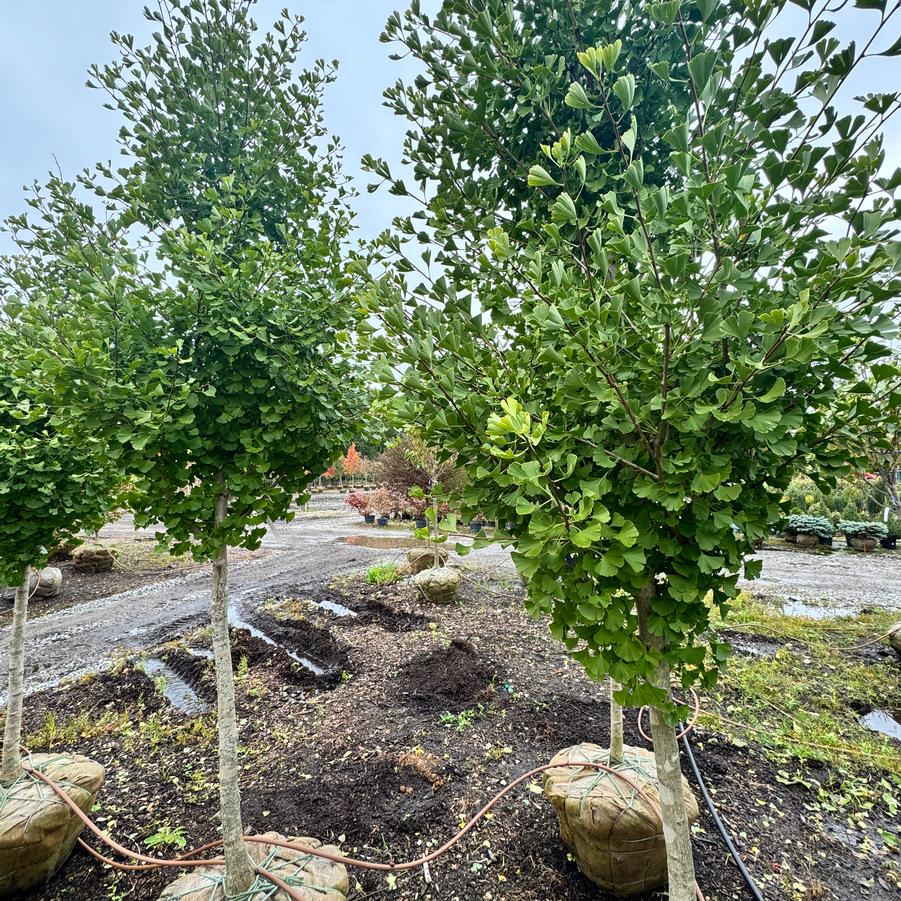 Ginkgo biloba 'Grindstone' - Maidenhair Tree from Kaknes Landscape Acer