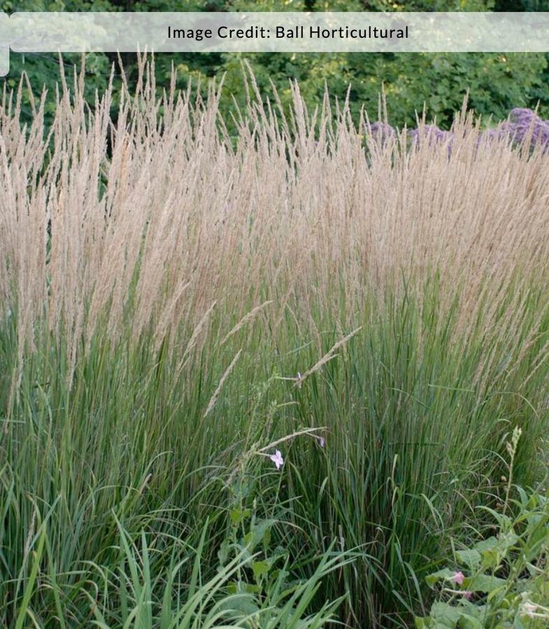 Calamagrostis acutiflora 'Karl Foerster' - Feather Reed Grass from Kaknes Landscape Acer