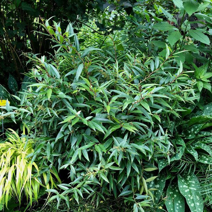 Leucothoe axillaris Rejoyce