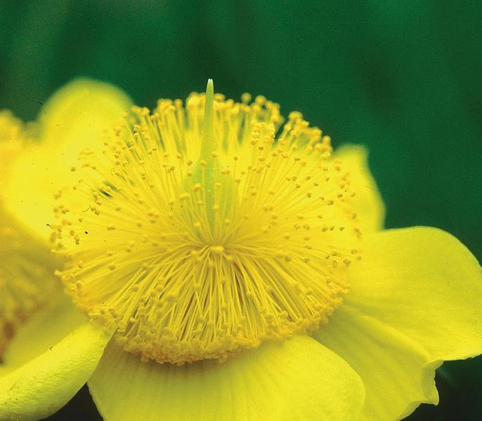 Hypericum frondosum Sunburst