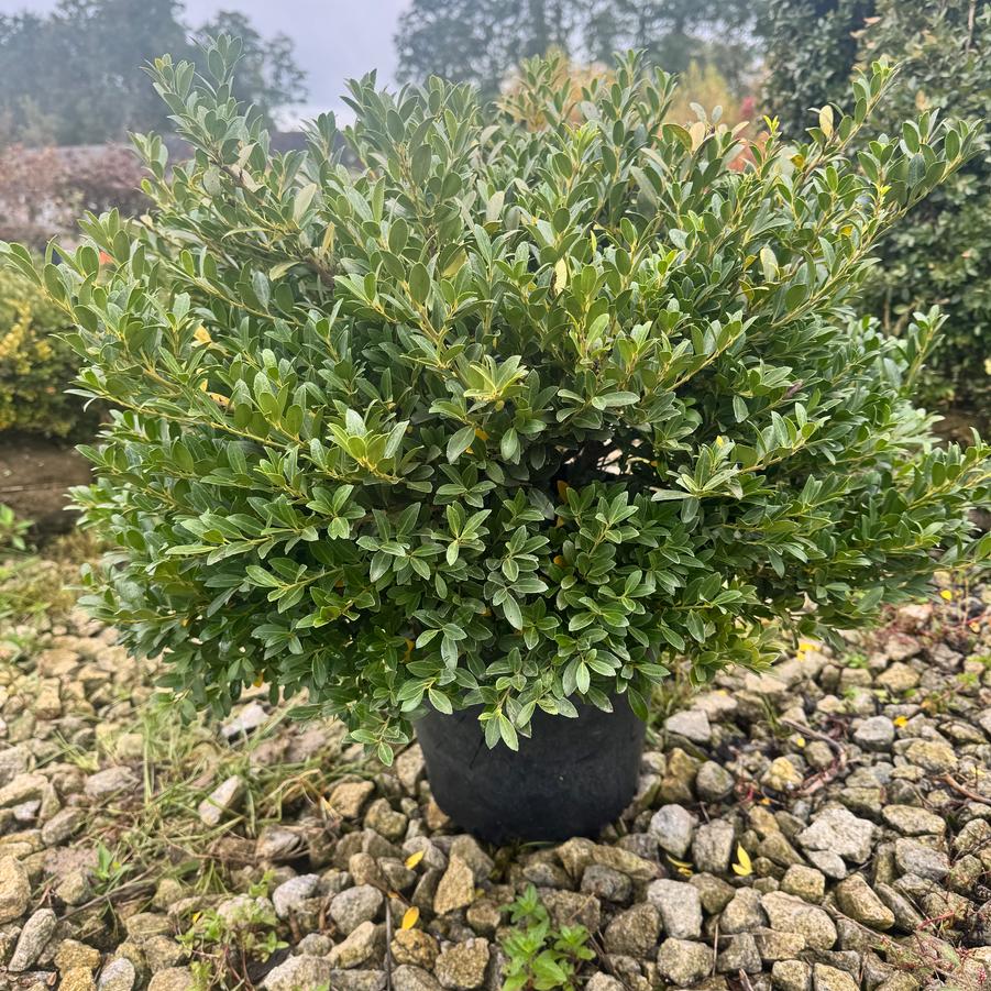 Ilex crenata 'Hoogendorn' - Holly from Kaknes Landscape Acer