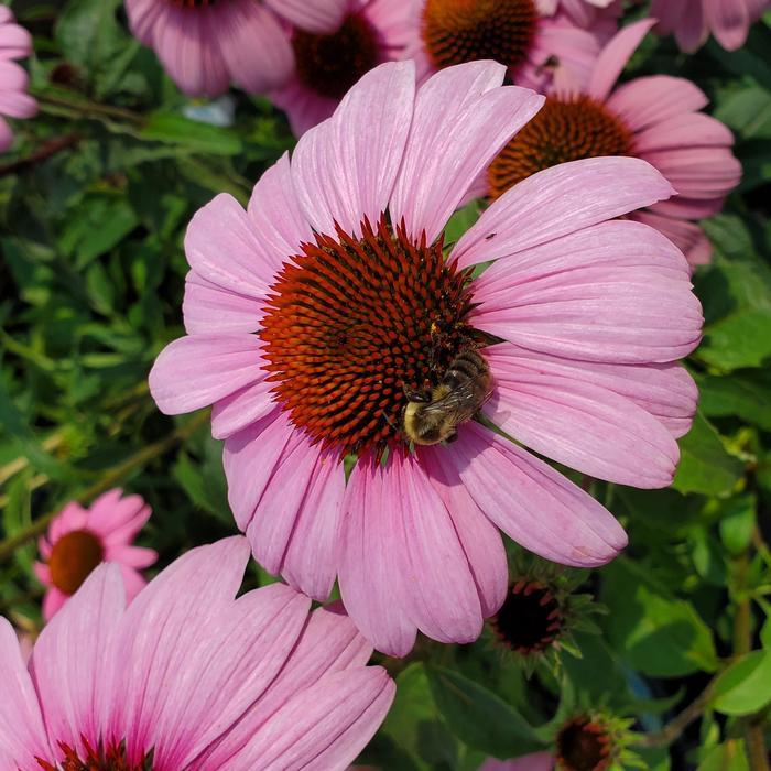 Echinacea purpurea Prairie Splendor