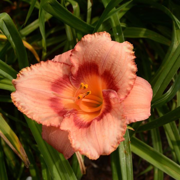 Hemerocallis Strawberry Candy