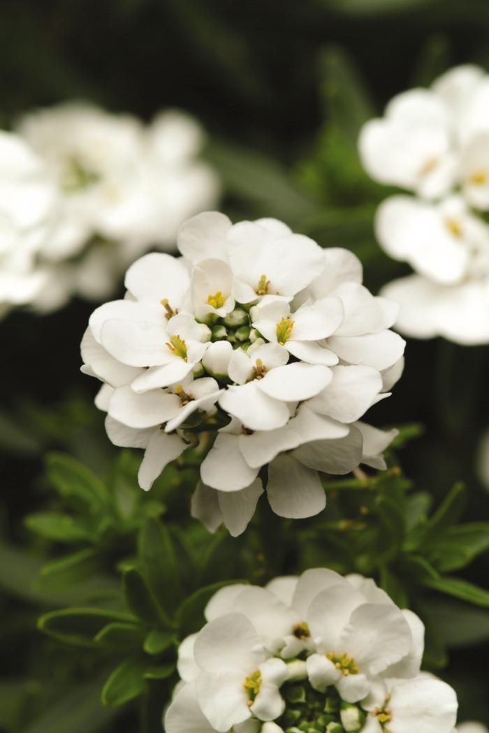 Iberis sempervirens Purity