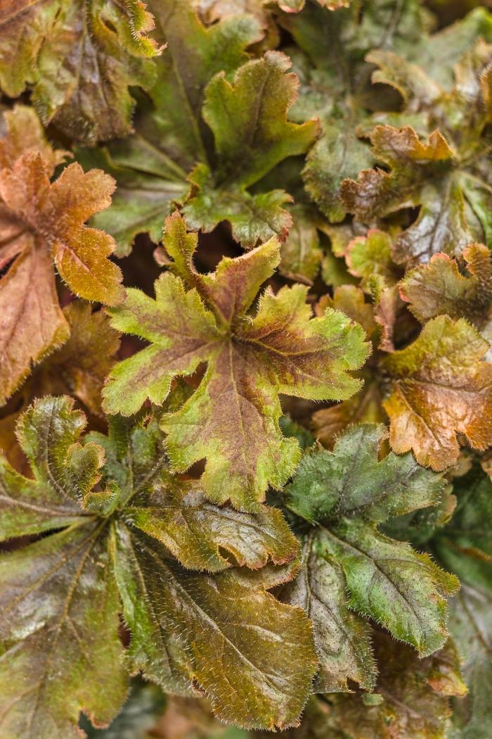 Heucherella Fun and Games&reg; Hopscotch