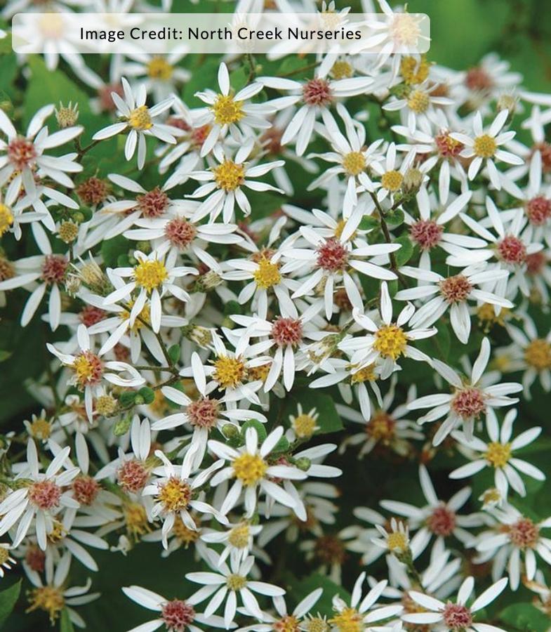 Aster divaricatus 'Eastern Star' - Aster from Kaknes Landscape Acer