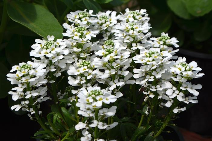 Iberis sempervirens Snowsurfer&trade; Forte 
