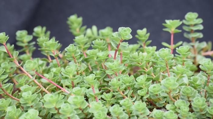 Sedum spurium John Creech