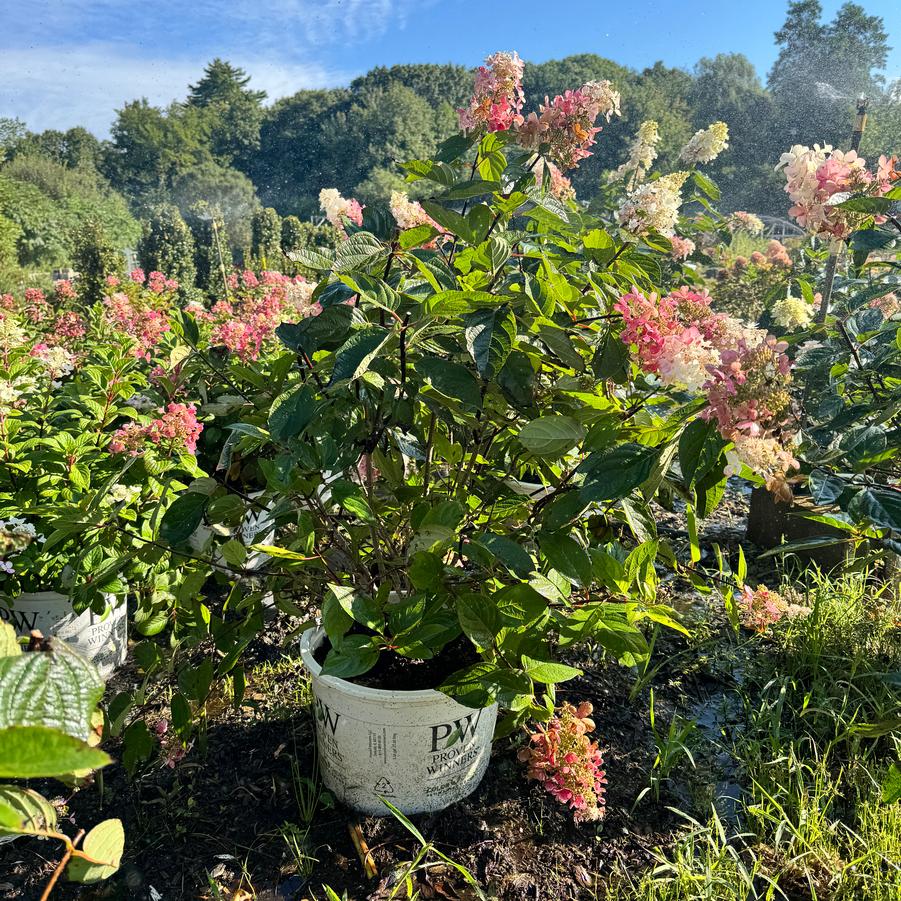 Hydrangea paniculata 'Pinky WinkyÂ®' - Panicle Hydrangea from Kaknes Landscape Acer