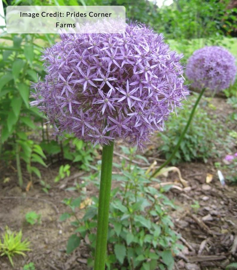 Allium 'Globemaster' - Ornamental Onion from Kaknes Landscape Acer