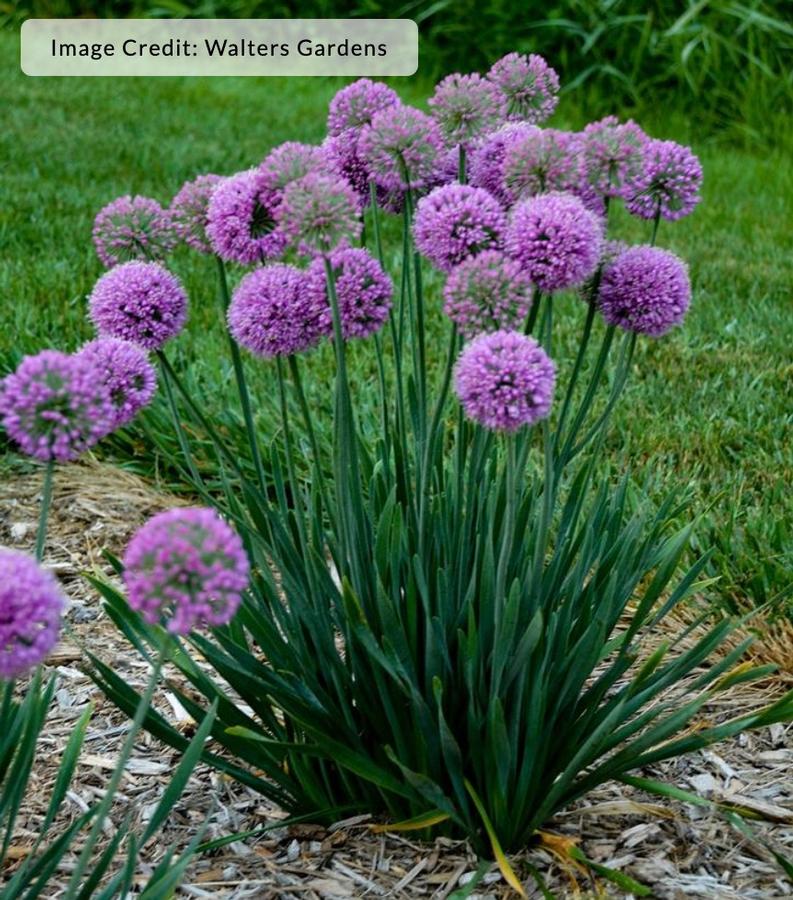 Allium 'Serendipity' - Ornamental Onion from Kaknes Landscape Acer