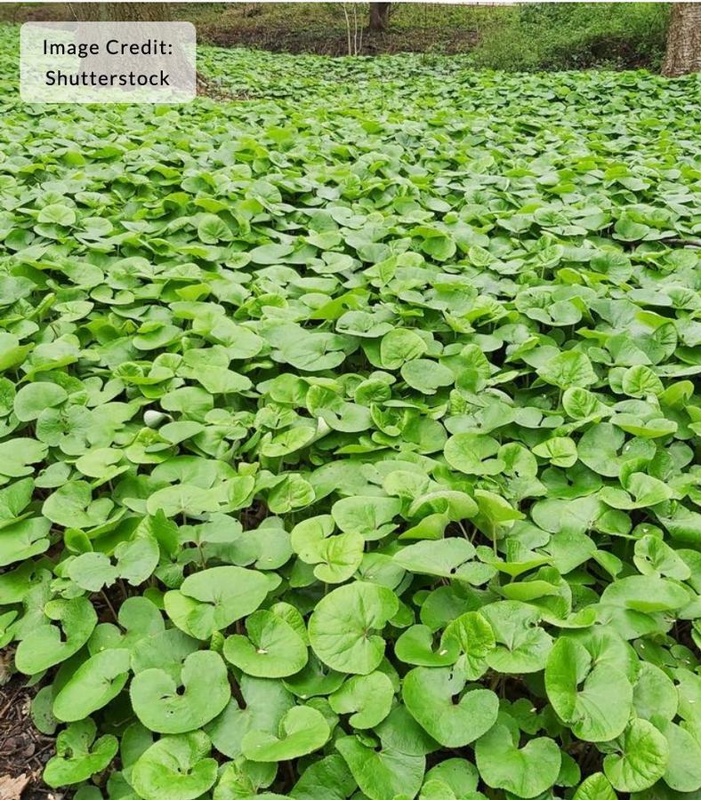 Asarum canadense - Wild Ginger from Kaknes Landscape Acer