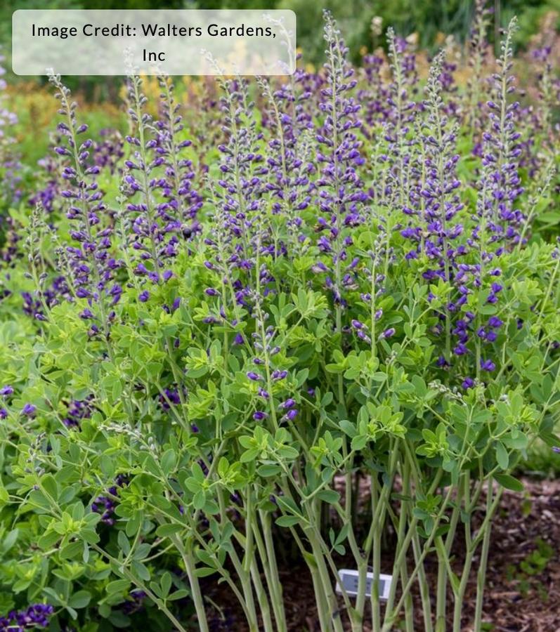 Baptisia DecadenceÂ® Deluxe 'Periwinkle Popsicle' - False Indigo from Kaknes Landscape Acer
