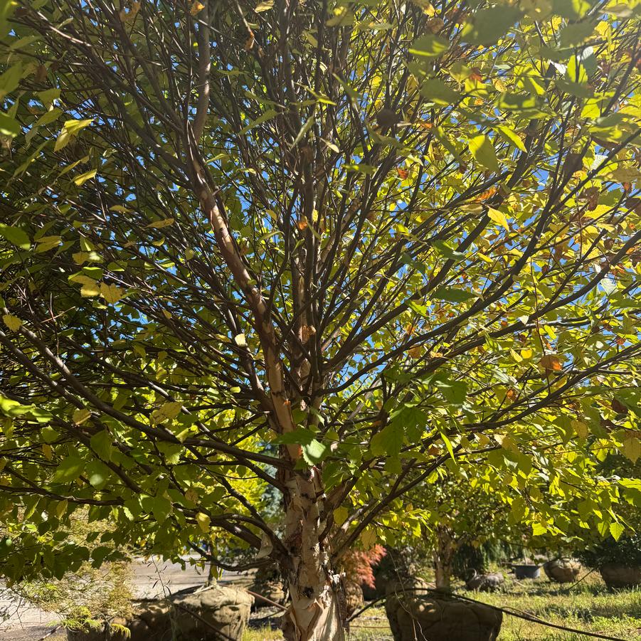 Betula nigra Fox Valley™ 'Little King' - River Birch from Kaknes Landscape Acer