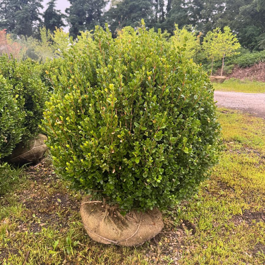 Buxus microphylla 'SprinterÂ®' - Boxwood from Kaknes Landscape Acer