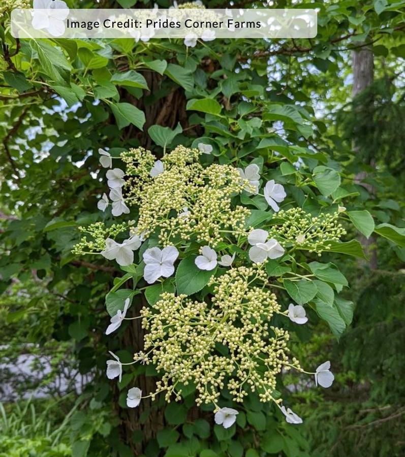 Hydrangea anomala - Climbing Hydrangea from Kaknes Landscape Acer
