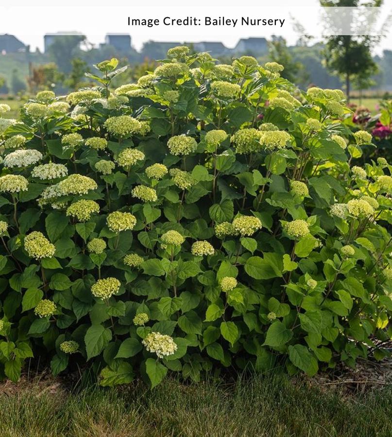 Hydrangea arborescens 'FlowerFull™' - Smooth Hydrangea from Kaknes Landscape Acer
