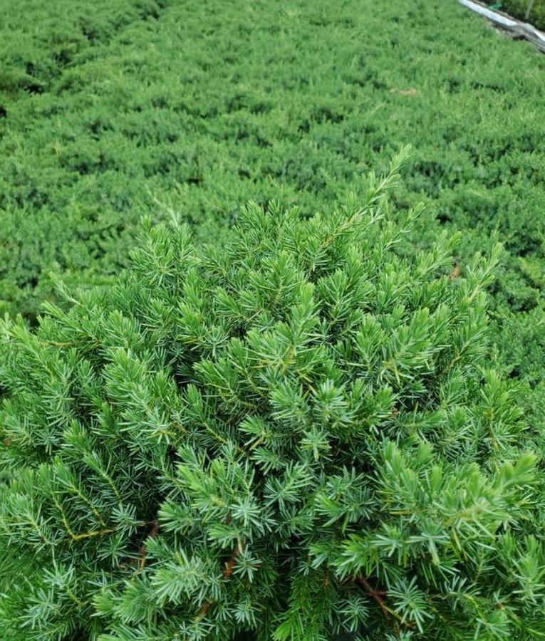 Juniperus conferta 'Blue Pacific' - Juniper from Kaknes Landscape Acer