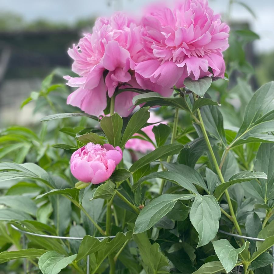 Paeonia lactiflora 'Sarah Bernhardt' - Peony from Kaknes Landscape Acer