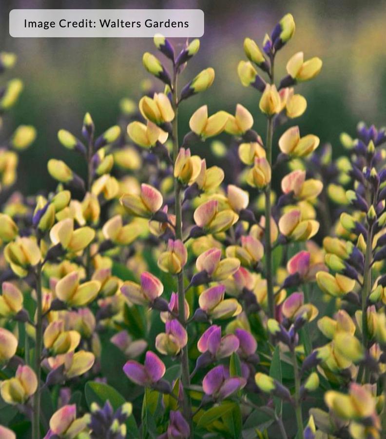 Baptisia DecadenceÂ® Deluxe 'Pink Lemonade' - False Indigo from Kaknes Landscape Acer