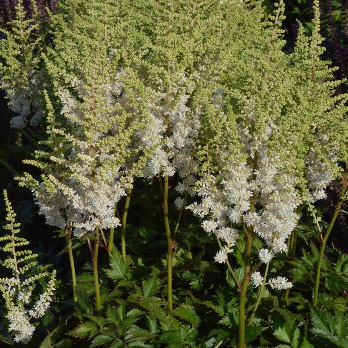 Astilbe chinensis Visions in White