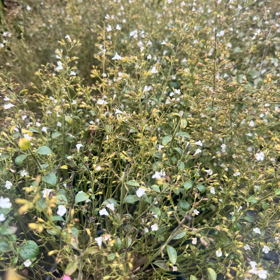 Calamintha nepeta ssp. glandulosa 'White Cloud' - Lesser Calamint from Kaknes Landscape Acer