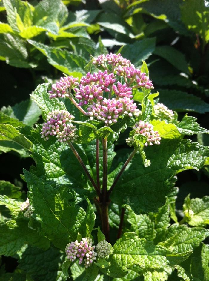 Eupatorium dubium Little Joe