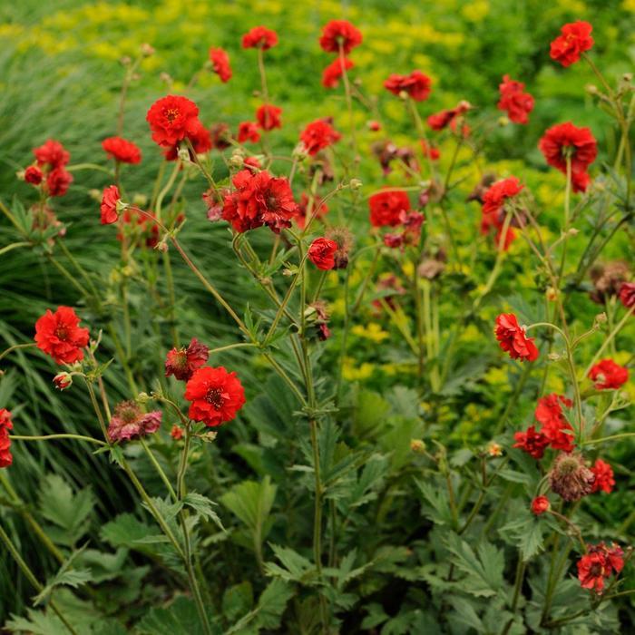 Geum flore-plena Blazing Sunset