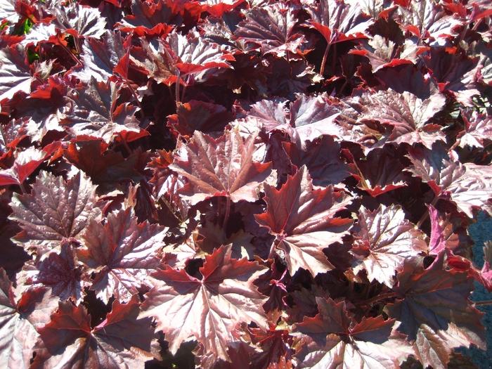 Heuchera villosa f. purpurea Bronze Wave