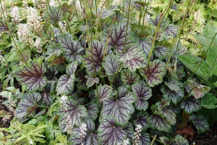 Heuchera americana Green Spice