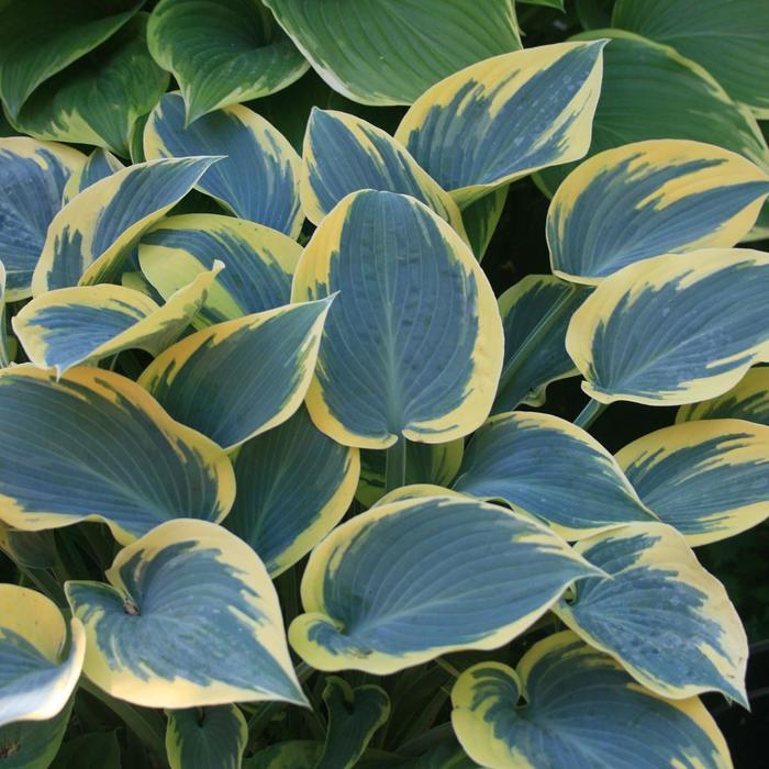 Hosta First Frost