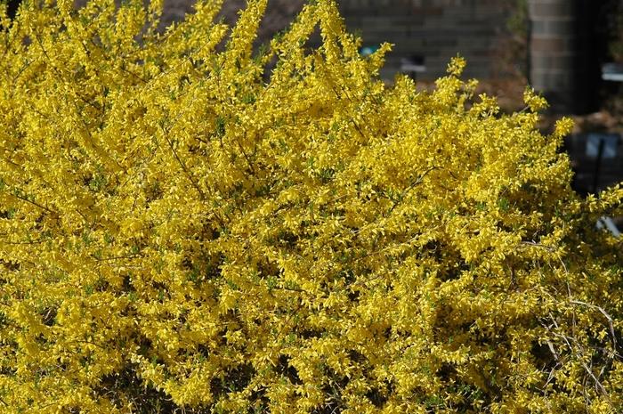 Forsythia x intermedia Gold Tide&reg;