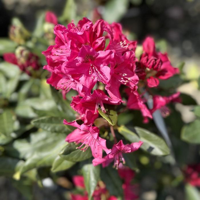 Rhododendron Nova Zembla