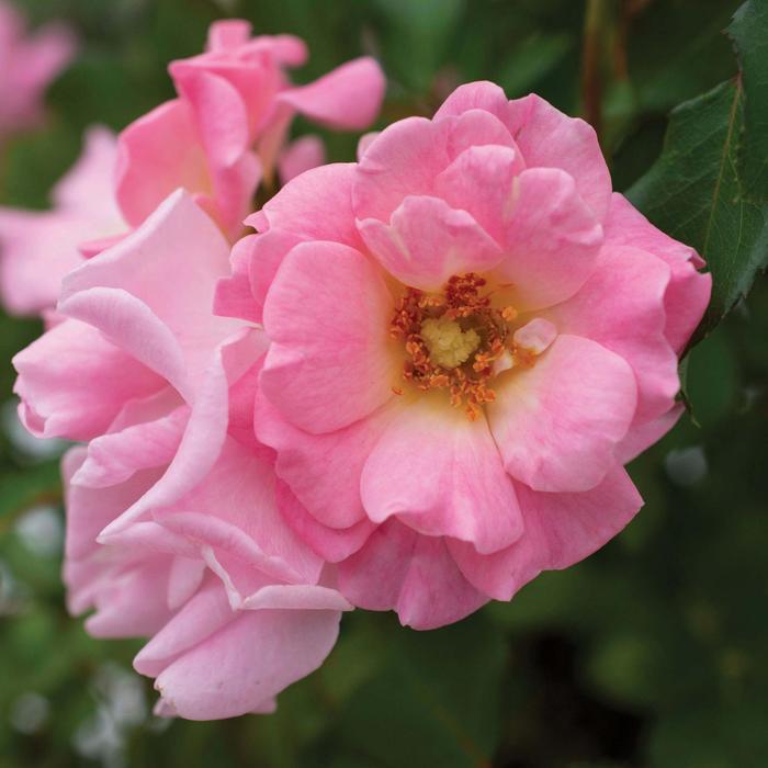 Rosa Blushing Drift&reg;