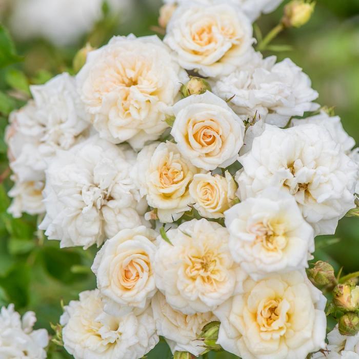 Rosa White Drift&reg;