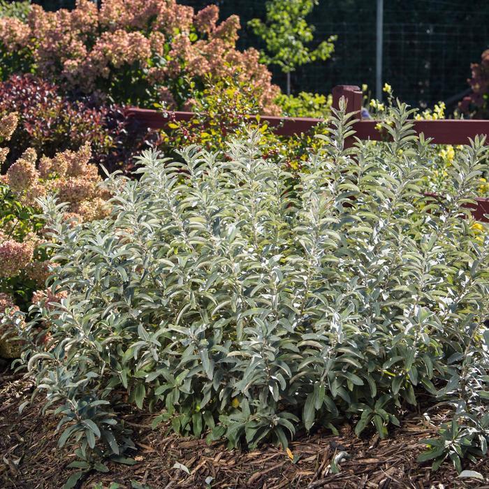 Salix candida Iceberg Alley&reg;