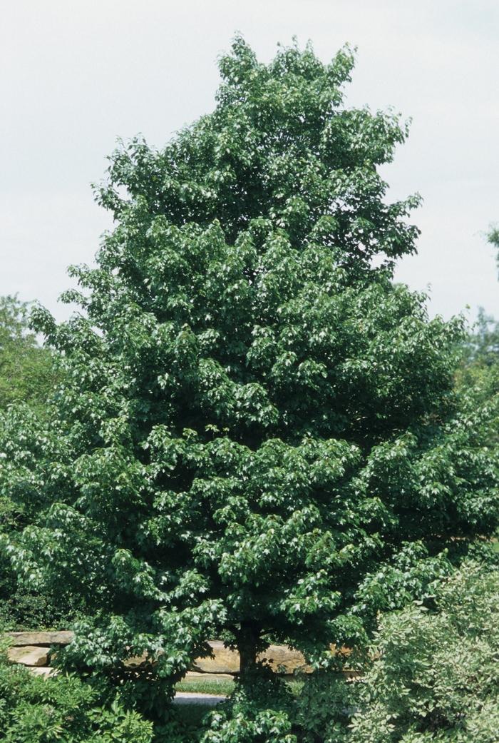 Acer rubrum Red Sunset&reg;