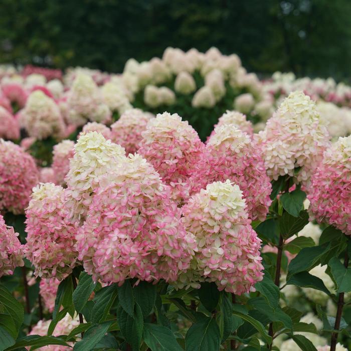 Hydrangea paniculata Limelight Prime&reg;