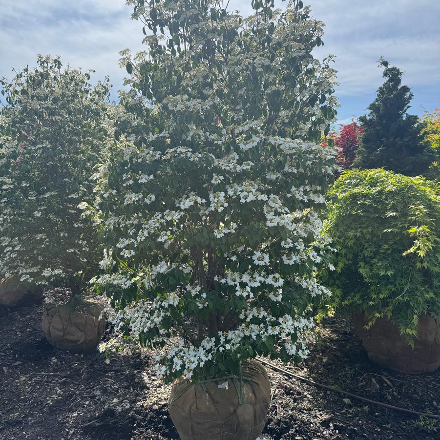 Cornus kousa - Chinese Dogwood or Kousa Dogwood from Kaknes Landscape Acer