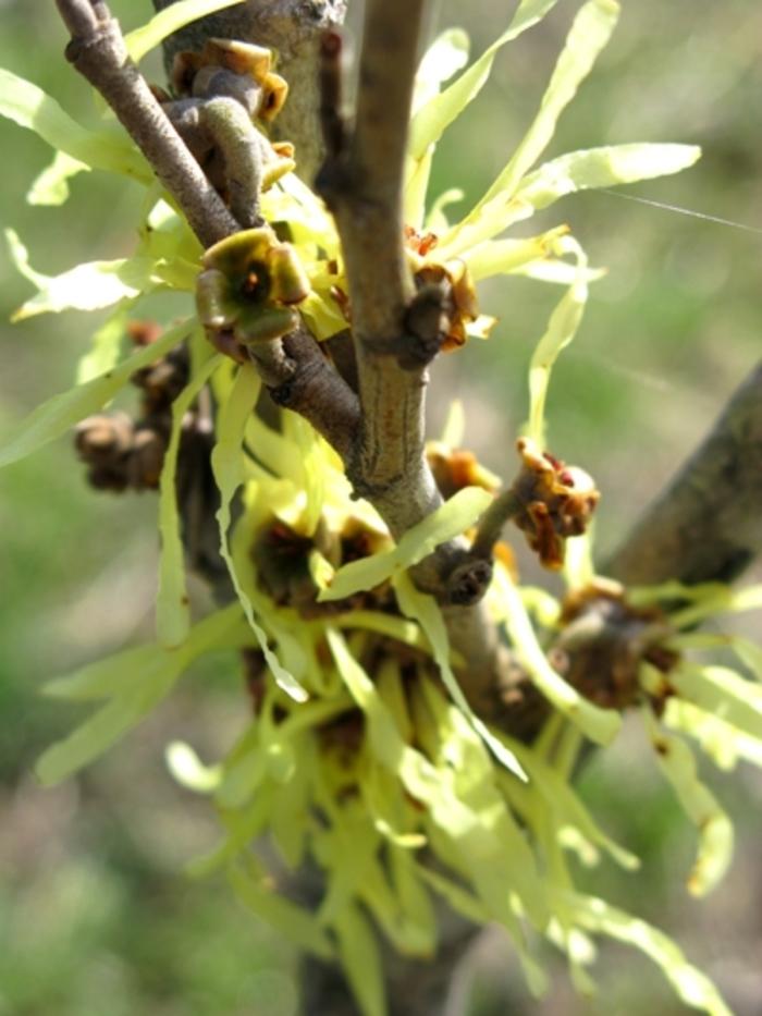 Hamamelis x intermedia Arnold's Promise