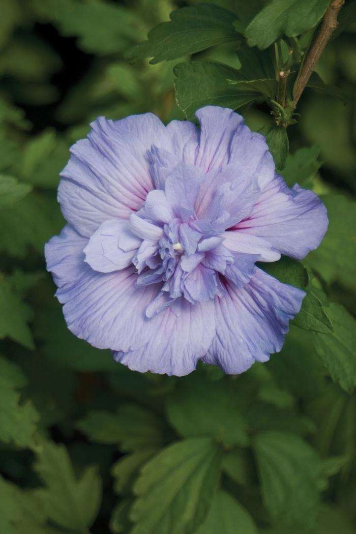 Hibiscus syriacus Blue Chiffon&reg;