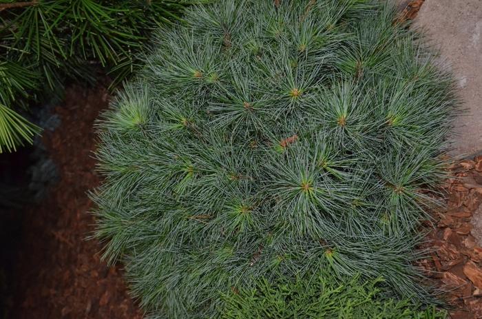 Pinus strobus Green Shadow