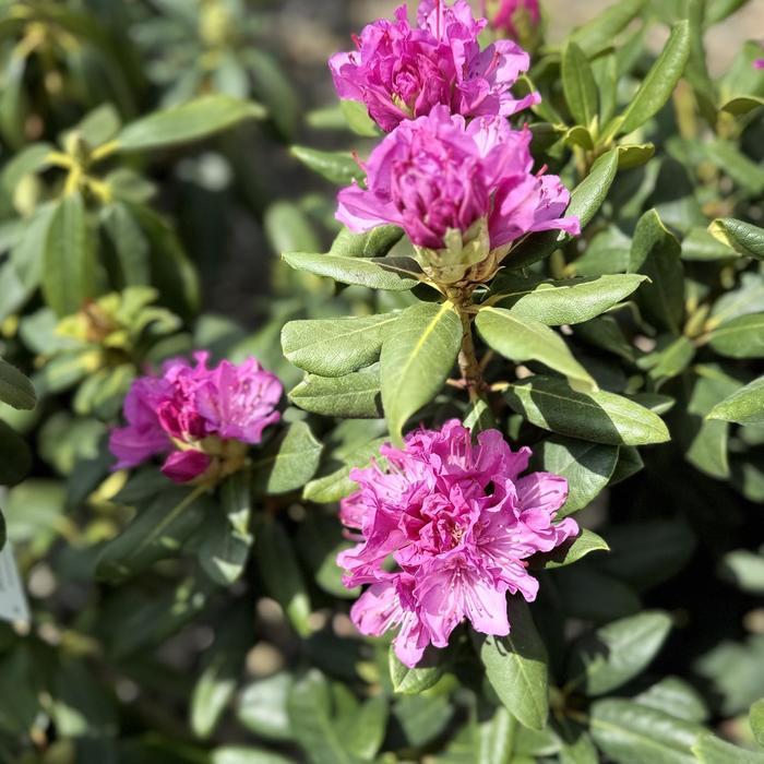 Rhododendron Roseum Elegans
