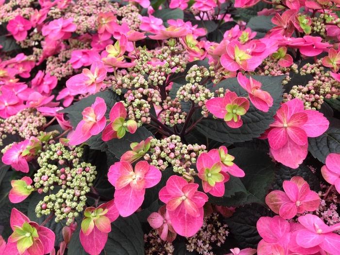 Hydrangea serrata Tuff Stuff&trade;