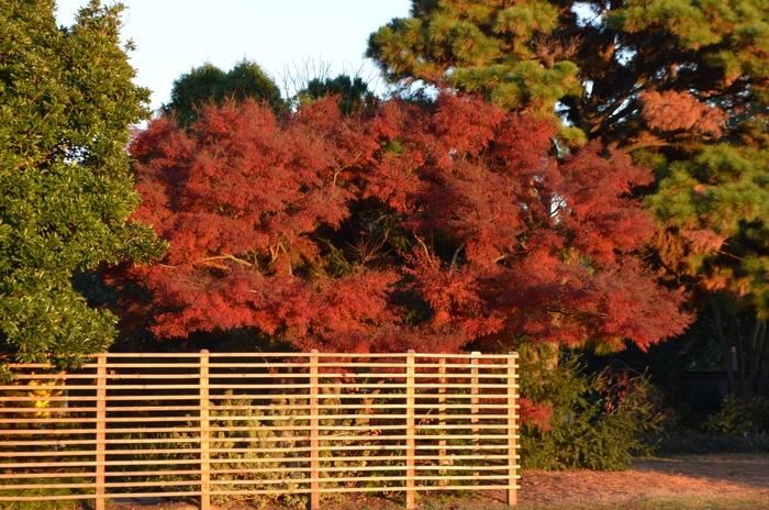 Acer palmatum var. dissectum Seiryu (Green Dragon)